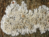 Lecanora swartzii