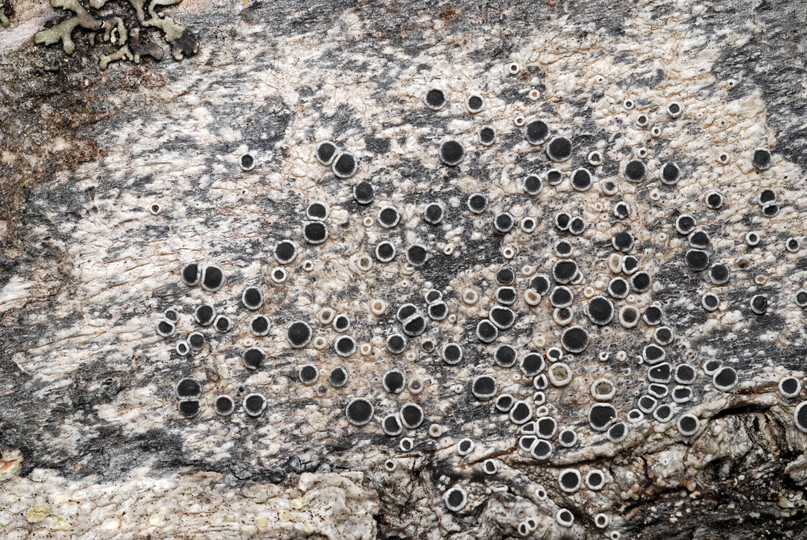 Lecanora circumborealis