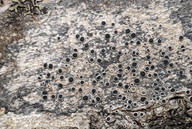 Lecanora circumborealis