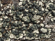 Lecanora chlorophaeodes