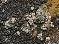 Lecanora latro