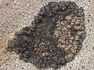 Lecanora latro