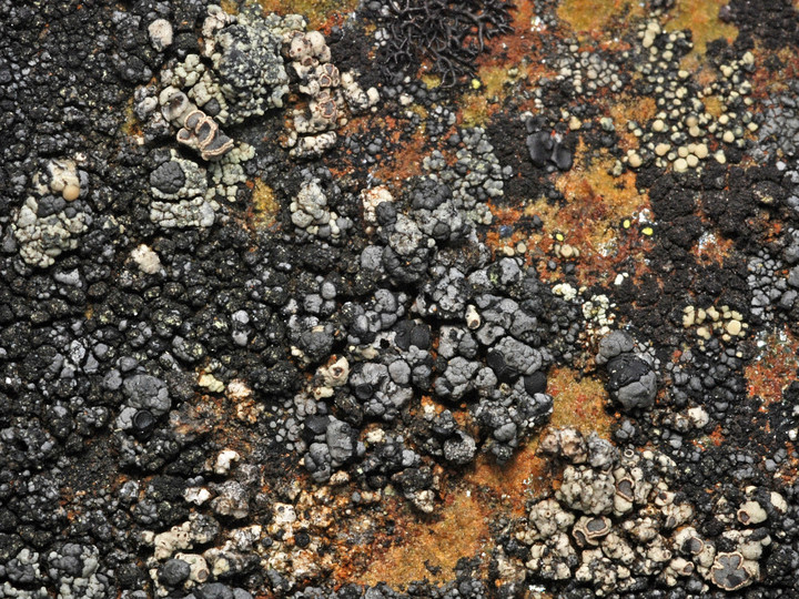 Lecanora latro