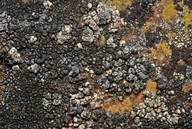 Lecanora latro