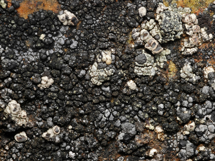 Lecanora latro