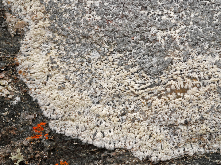 Lecanora lojkaeana