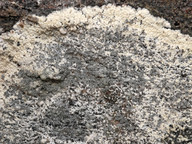 Lecanora lojkaeana