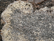 Lecanora lojkaeana