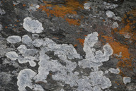 Lecanora lojkaeana