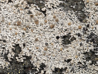 Lecanora swartzii