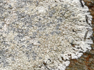 Lecanora lojkaeana