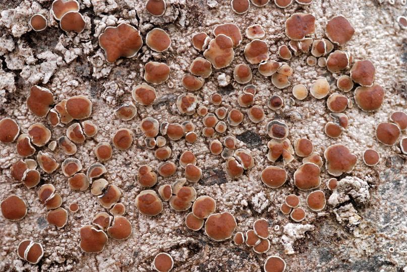 Lecanora chlarotera