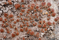 Lecanora chlarotera