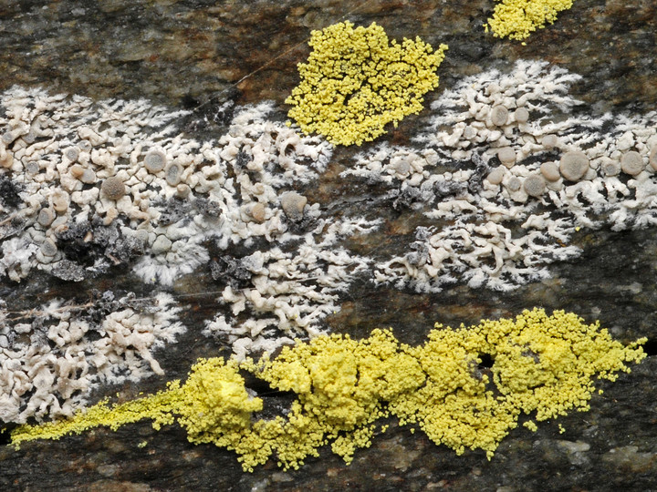 Lecanora swartzii