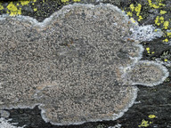 Lecanora cavicola