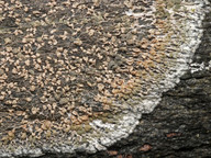 Lecanora cavicola