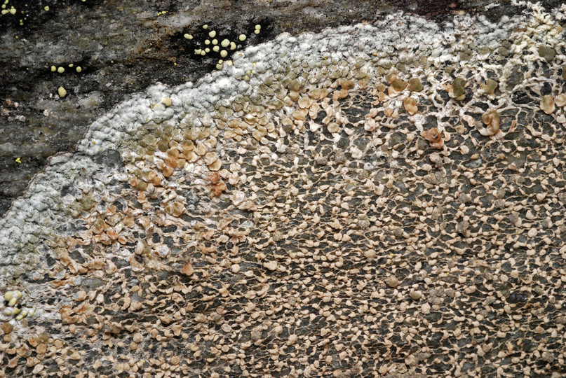 Lecanora cavicola