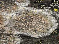 Lecanora cavicola