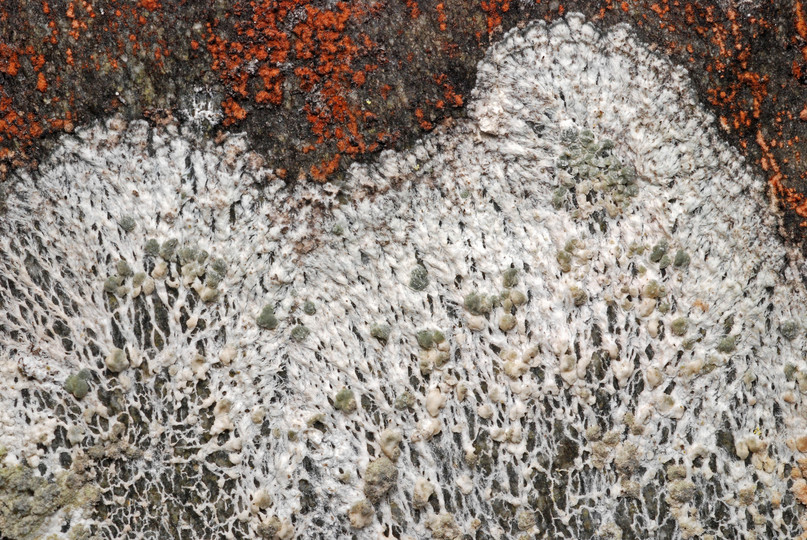 Lecanora cavicola