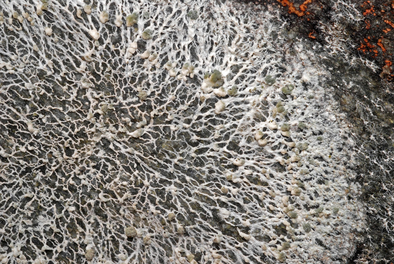 Lecanora cavicola 