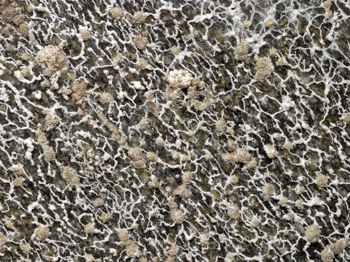 Lecanora cavicola