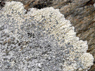 Lecanora lojkaeana