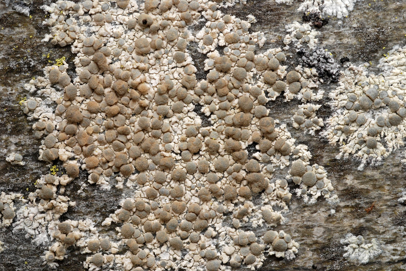 Lecanora swartzii