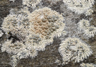 Lecanora swartzii