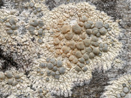 Lecanora swartzii