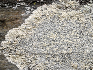 Lecanora lojkaeana