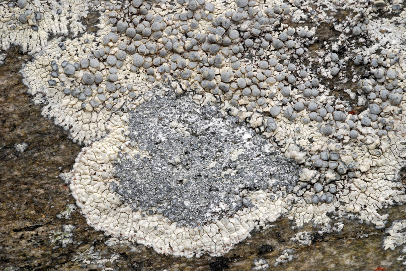 Lecanora swartzii