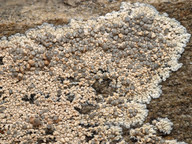 Lecanora swartzii