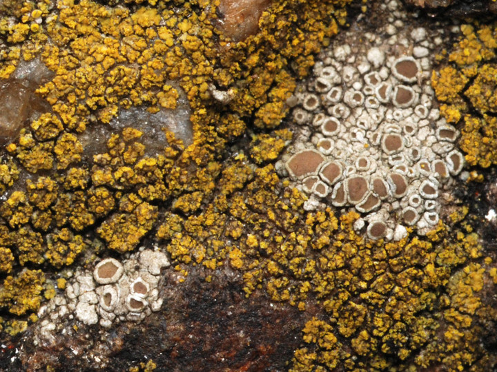 Lecanora salina