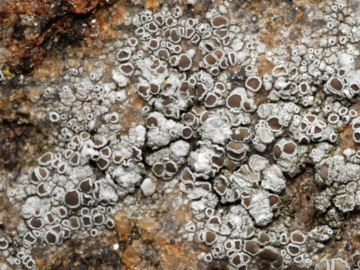 Lecanora salina