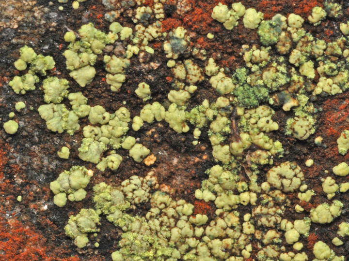 Lecanora epanora