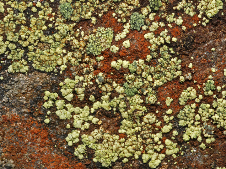 Lecanora epanora