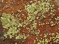 Lecanora epanora