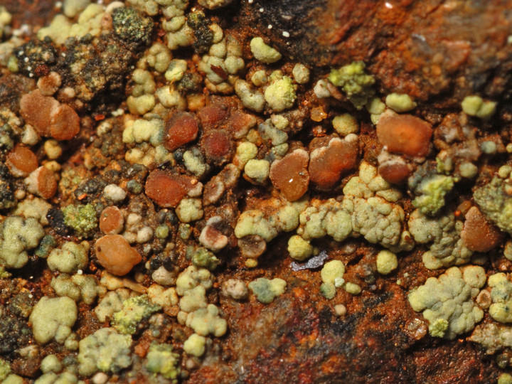 Lecanora epanora