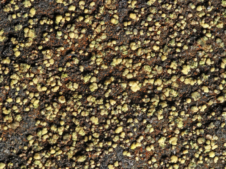 Lecanora epanora