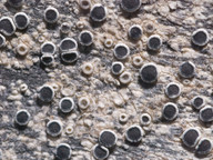 Lecanora circumborealis