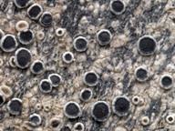 Lecanora circumborealis