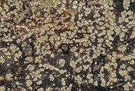 Lecanora soralifera