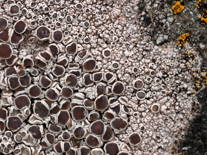 Lecanora cenisia