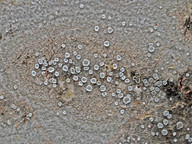 Lecanora populicola