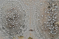 Lecanora populicola