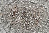 Lecanora populicola