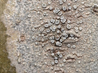 Lecanora populicola