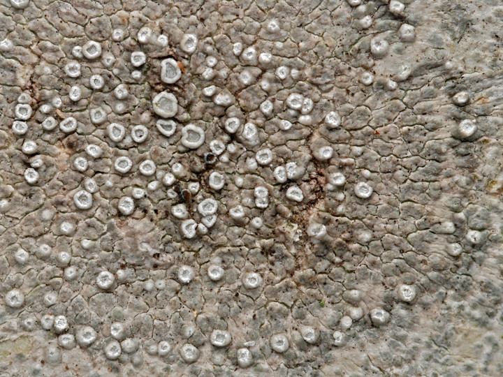 Lecanora populicola