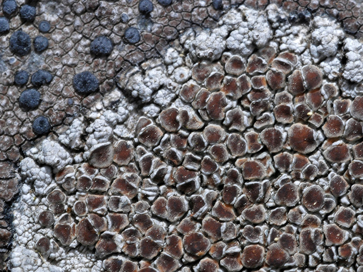 Lecanora cenisia