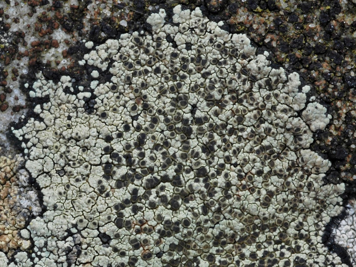 Lecanora intricata